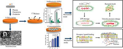 Preparation and Photocatalytic and Antibacterial Activities of Micro/Nanostructured TiO2-Based Photocatalysts for Application in Orthopedic Implants